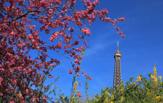 Detail of the top of The Eiffel Tour seen through branches of blossoming tree in spring.