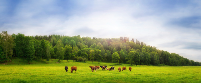 A panoramic view of some cows eating on green grass and with trees in the background.