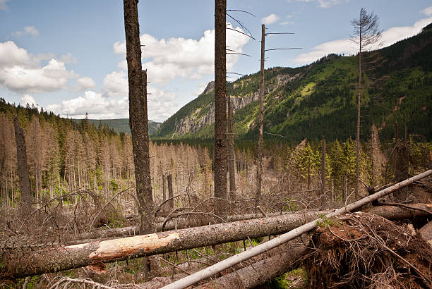 istock mountain landscape with felled trees 148487249