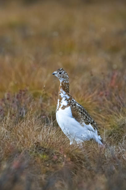 istock Willow Ptarmigan, birds in the tundra in Yukon 1484873708