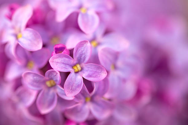 Lilac flowers on a blurry green background, with space to copy. The layout of a decorative greeting card or invitation design background, wallpaper design. High quality photo
