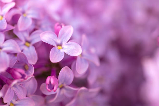 istock Purple Violet Lilac Flowers Background 1484874032