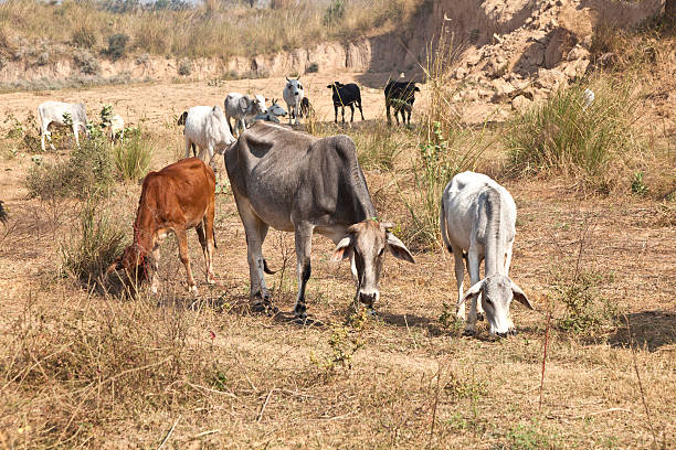 istock mother cow with young calf resting in a field 148487417