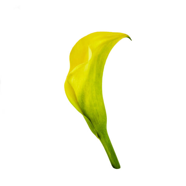 A somewhat abstract macro image of a calla lily.