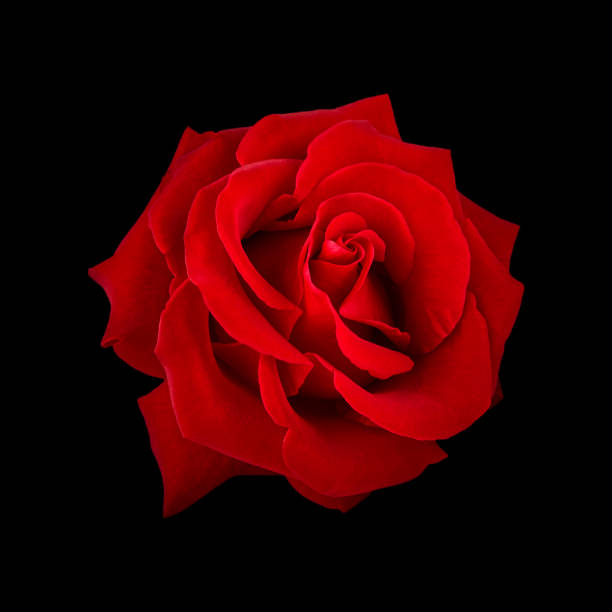 istock beautiful red rose flower isolated on black background. for design invitations 1484874729