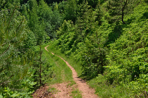 A hiking trail leads through a forest with green trees on the background