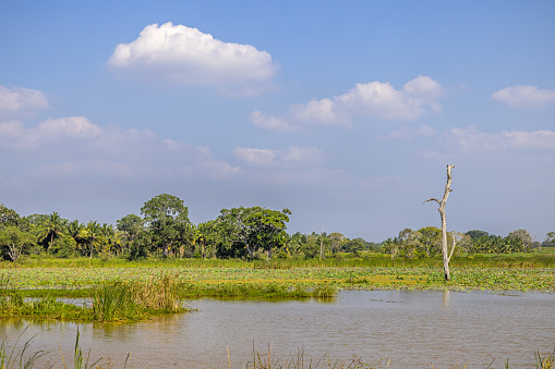 Rural landscape in a wetland close to a small lake just outside the Yala National Park in the Uva Province in Sri Lanka
