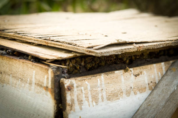 Honey production in Senegal, Africa