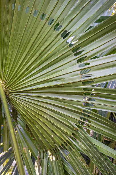 istock Fan palm leave with symmetric holes made by pests 1484876438