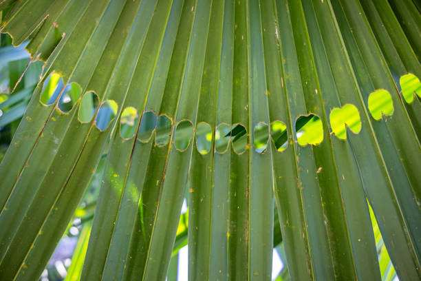 Fan palm in a public park showing symmetric damage done by pests before the leave was unfolding. The picture is taken in a park in Kandy a famous city in Sri Lanka