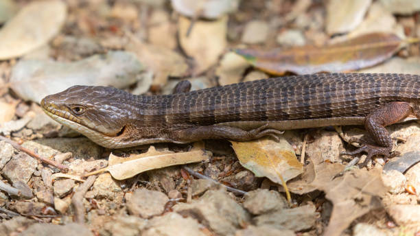 istock Adult California Alligator Lizard basking on a trail 1484877097