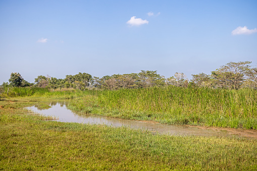 Rural landscape in a wetland close to a small lake just outside the Yala National Park in the Uva Province in Sri Lanka