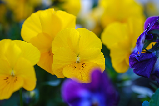 Vertical extreme closeup photo of green leaves and purple, white and yellow flowers on Heartsease or Viola Tricolour plants growing in an organic garden in Spring.