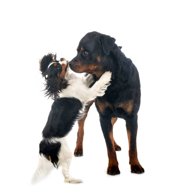 istock cavalier king charles and rottweiler 1484879114