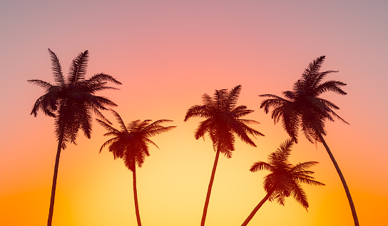 3D rendering of low angle of silhouettes of tall palm trees against scenic bright cloudless sunset sky