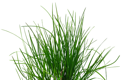 Bush of green juicy grass isolated on white or transparent background. Raster clipart. Natural design element