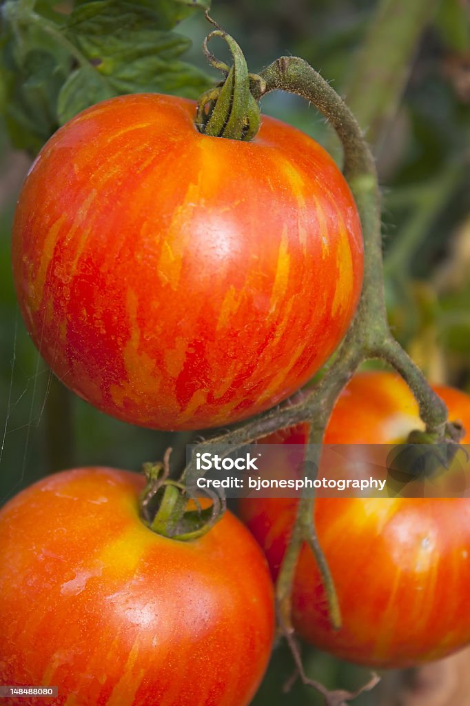 Tomate Heirloom na Videira - Royalty-free Alimentação Saudável Foto de stock