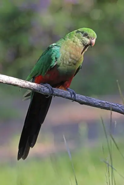 Australian King-parrot (Alisterus scapularis scapularis)  adult female perched on branch

south-east Queensland, Australia.       March