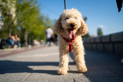 A smiling little puppy of a light brown poodle in a beautiful on the boardwalk is happily standing towards the camera. Cute dog and good friend. Free space to copy text.