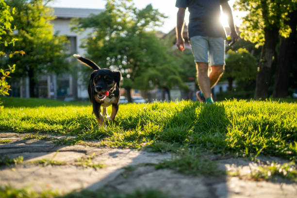 istock Man Enjoying Walking His Dog 1484883503