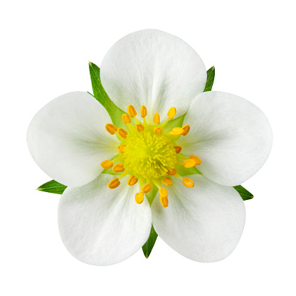 Strawberry blossom on a white background.