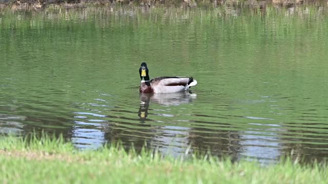 Mallard Duck on the Pond