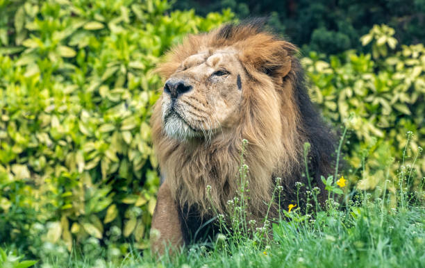 istock Male Asiatic lion (Panthera leo persica). 1484889459