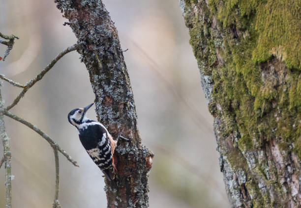 istock Wwhite-backed woodpecker (Dendrocopos leucotos) in springtime 1484890268