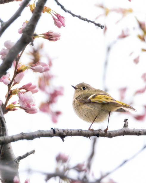 Small ruby-crowned Kinglet bird in a cherry blossom tree Small ruby-crowned Kinglet bird in a cherry blossom tree - Toronto Canada regulidae stock pictures, royalty-free photos & images