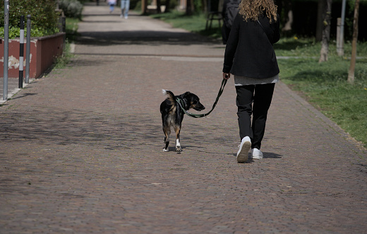 Dog on a leash with its owner woman walking through the city seen from behind half bust
