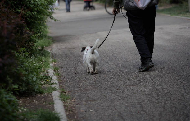 istock Elderly white mongrel dog walking through the city 1484891965