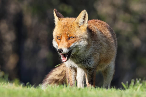 istock Red fox close-up in the field 1484894349