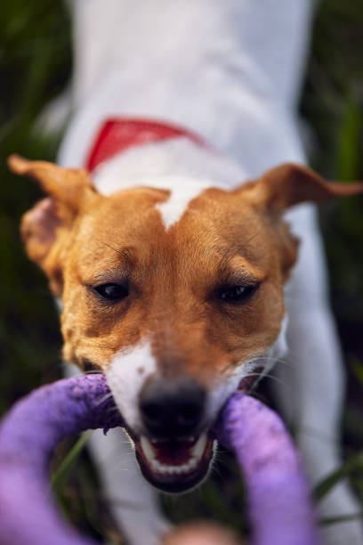 istock Playful pet pulling a toy with teeth. Active young Jack Russell dog playing with owner outdoor 1484894509