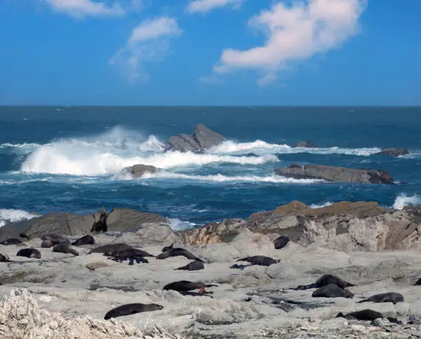 Photo of Large New Zealand fur seal colonies (long-nosed fur sea) (Arctocephalus forsteri) on the earthquake uplifted shores of Kaikoura on the east coast of the South Island of New Zealand.