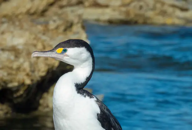 Photo of New Zealand Pied Shag (Karuhiruhi) (Phalacrocorax varius), Kaikoura on the east coast of the South Island of New Zealand.