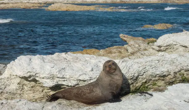 Photo of New Zealand fur seal (long-nosed fur sea) (Arctocephalus forsteri) on the earthquake uflifted shores of Kaikoura on the east coast of the South Island of New Zealand.