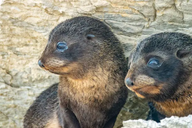 Photo of Portrait of a baby fur seals (long-nosed fur sea) (Arctocephalus forsteri) on the earthquake uplifted shores of Kaikoura on the east coast of the South Island of New Zealand.