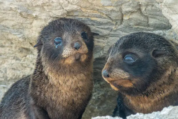 Photo of Portrait of a baby fur seals (long-nosed fur sea) (Arctocephalus forsteri) on the earthquake uplifted shores of Kaikoura on the east coast of the South Island of New Zealand.
