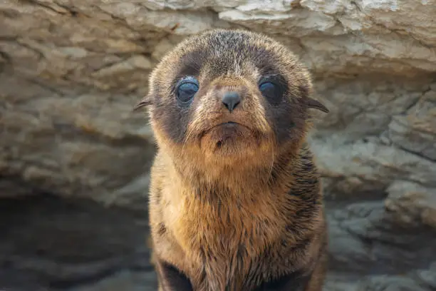 Photo of Portrait of a baby fur seal (long-nosed fur sea) (Arctocephalus forsteri) on the earthquake uplifted shores of Kaikoura on the east coast of the South Island of New Zealand.