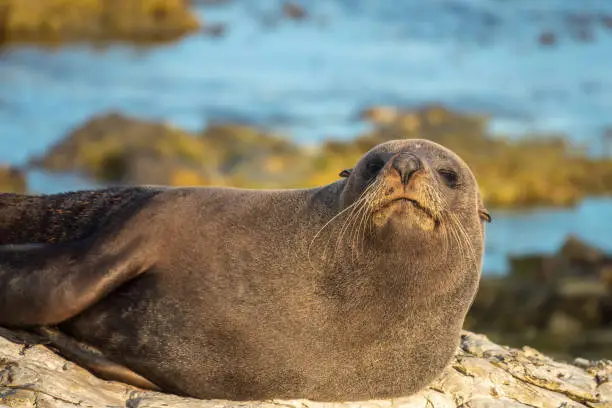 Photo of New Zealand fur seal portrait (long-nosed fur sea) (Arctocephalus forsteri) on the earthquake uplifted shores of Kaikoura on the east coast of the South Island of New Zealand.