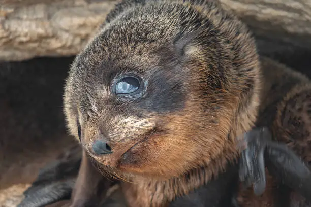 Photo of Portrait of a baby fur seal (long-nosed fur sea) (Arctocephalus forsteri) on the earthquake uplifted shores of Kaikoura on the east coast of the South Island of New Zealand.