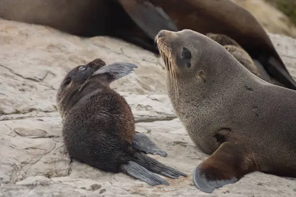 Photo of Fur seal pup with mother (long-nosed fur sea) (Arctocephalus forsteri) on the earthquake uplifted shores of Kaikoura on the east coast of the South Island of New Zealand.