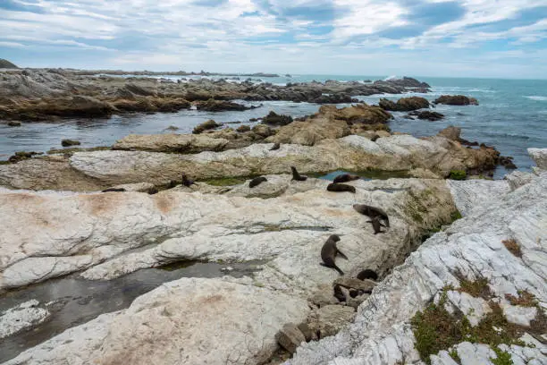 Photo of Large New Zealand fur seal colonies (long-nosed fur sea) (Arctocephalus forsteri) on the earthquake uplifted shores of Kaikoura on the east coast of the South Island of New Zealand.