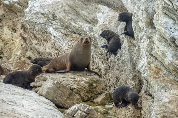 Photo of Large New Zealand fur seal colonies (long-nosed fur sea) (Arctocephalus forsteri) on the earthquake uplifted shores of Kaikoura on the east coast of the South Island of New Zealand.