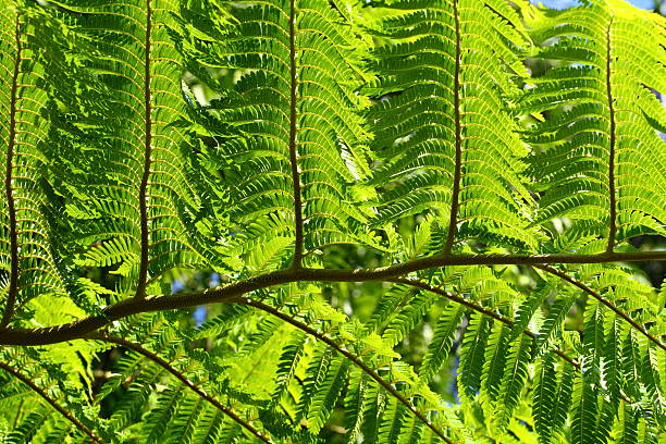 istock Rainforest after the rain in a morning 148489613