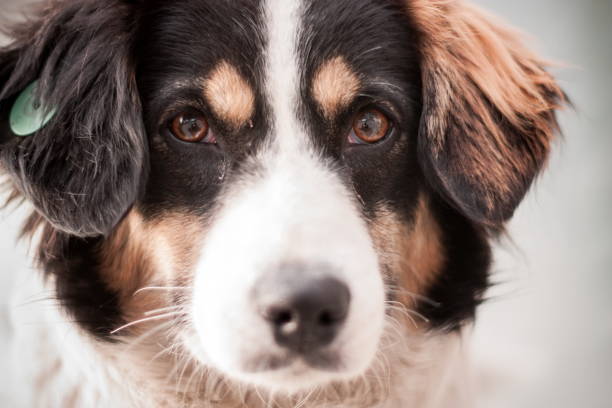 istock Stray dog puppy alone outdoors 1484896215