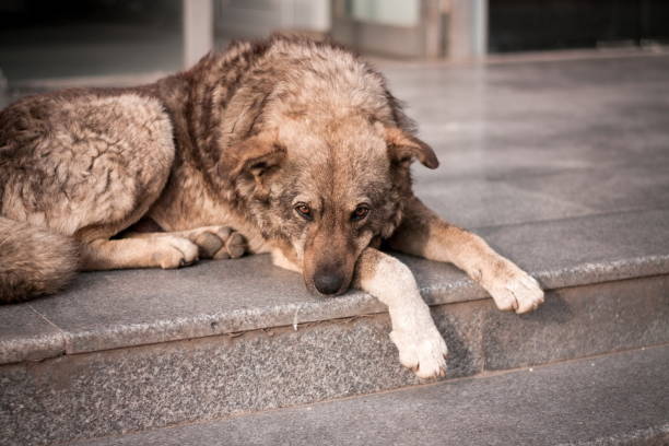 istock Stray dog puppy alone outdoors 1484896222