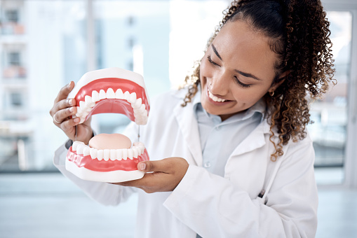 Dentist, oral and dental hygiene professional artificial mouth or model in her office for a demonstration of whitening. Dentures, jaw and healthcare worker or expert holding teeth smile and happy