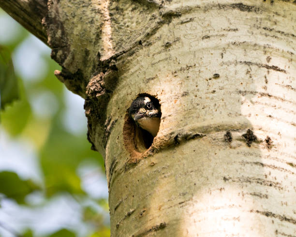 woodpecker photo stock.  un bébé oiseau sort de son trou de nid en attendant d’être nourri par ses parents dans son environnement et son habitat. image poilue du pic. image. portrait. - picoides villosus photos et images de collection