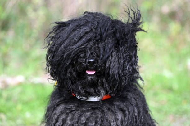 Puli Face 110+ Puli Mood Stock Photos, Pictures & Royalty-Free Images - iStock